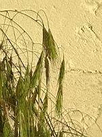 Brome mou, Bromus hordeaceus (prise a Lens)(1)